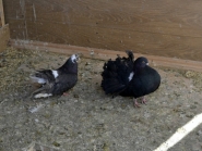 Blagoveschenie_7-04-2014_11