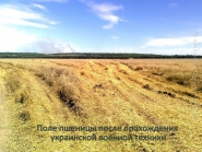 Пшеничное поле под Александровском