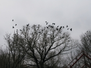 Svetlaya-sedmica_13-04-2015_10.jpg