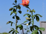 xram-panteleimona-krinichanka_9-08-2013_43