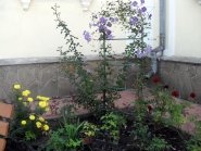 Rogdestvo-Bogoroditcy_Aleksandrovsk_21-09-2015_07