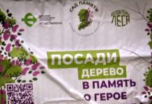 Акция Сад Памяти и в г.Александровске, 24.11.2023